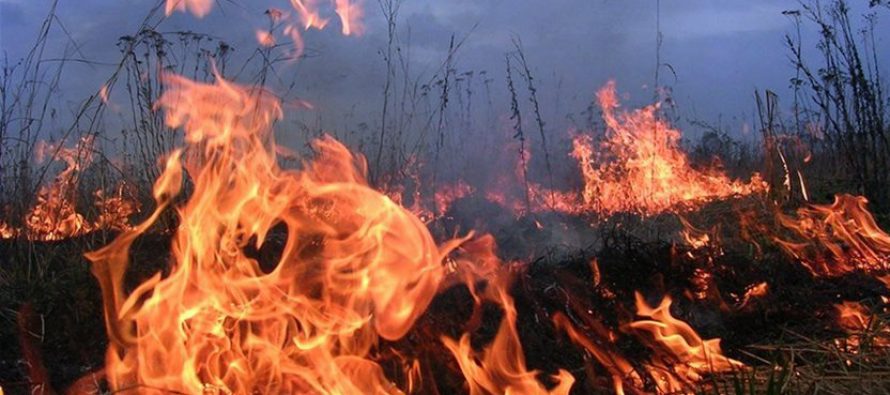 Страждає екологія та люди - поблизу Трускавця масово палять суху траву!