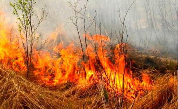 Численні  підпали: в Трускавці та прилеглих селах масово спалюють суху минулорічну рослинність