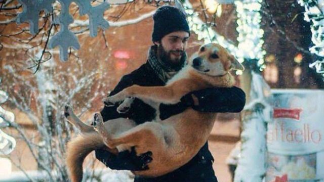 За рік у Львові знайшли нових власників для 480 безпритульних собак і 65 котів